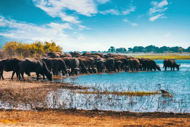 herd of African Cape Buffalo drinking from Chobe river, Botswana safari wildlife