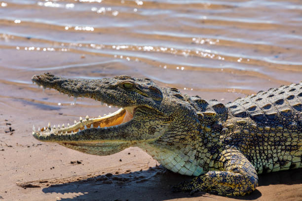 istock Nile Crocodile in Chobe river, Botswana 998223972