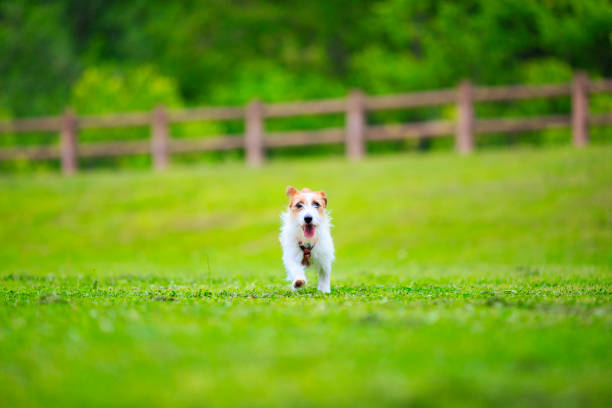 istock Jack Russell Terrier playing outdoors 998224006