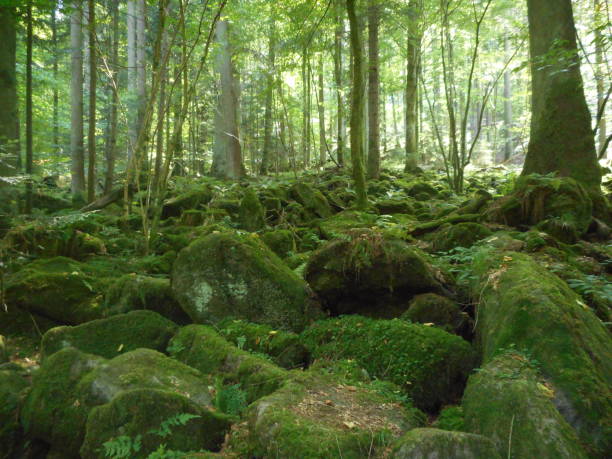 istock forest in bavaria with stones and moss 998228552