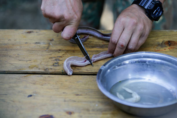 istock Man preparing a water snake to cook it 998234544