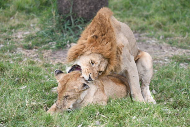 Mating Lions Stock Photo - Download Image Now - Africa, Animal, Animal Behavior - iStock Mating Lions Stock Photo - Download Image Now - Africa, Animal, Animal Behavior - iStock