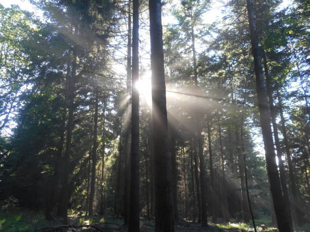 istock sunrise in the forest with sunbeams 998237104