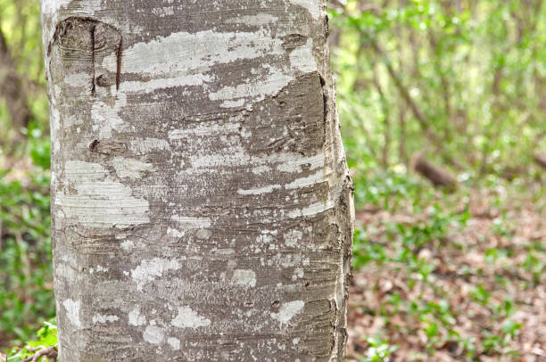 istock the trunk of the tree, texture without a crust 998237550