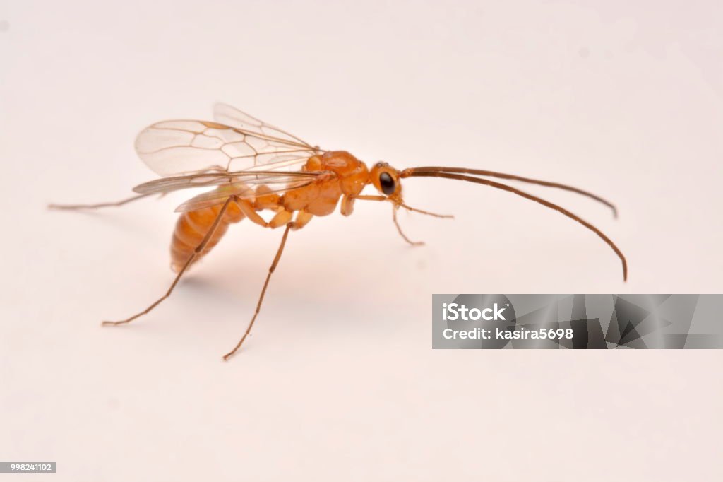 Closeup Photos In The Body Braconid Wasps Of Red Bee Hymenoptera Insects  Stock Photo - Download Image Now - iStock