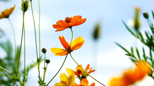 Video Slow motion of Cosmos flower field.
