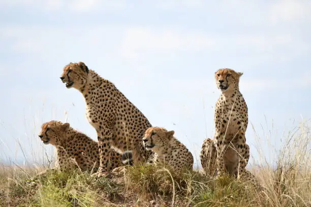 Photo of Cheetah