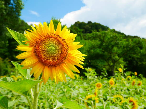 istock A sunflower shining in the blue sky 998246448