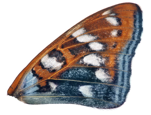 istock orange and cyan single butterfly wing on white 998248622