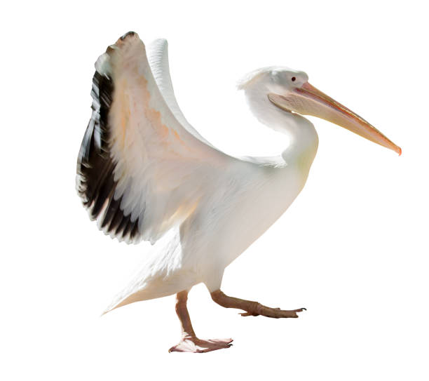 istock isolated pelican with open wings 998248796