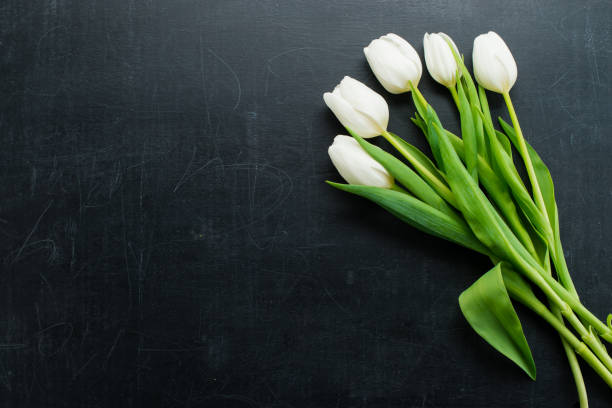 istock White tulips on a dark background with copy space 998252340