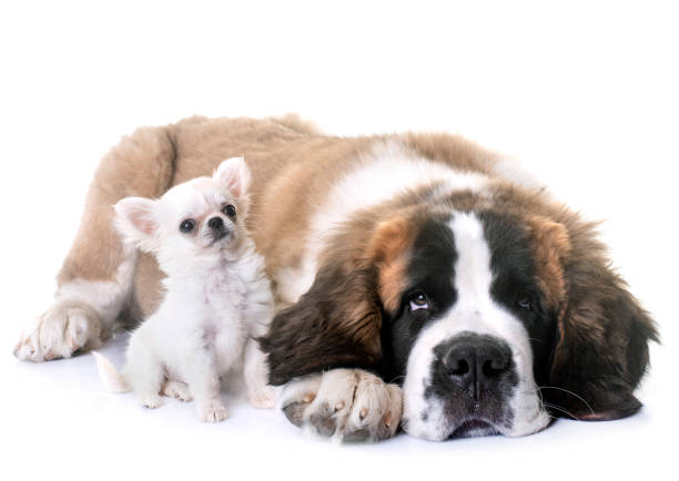 istock puppies chihuahua and saint bernard 998258980