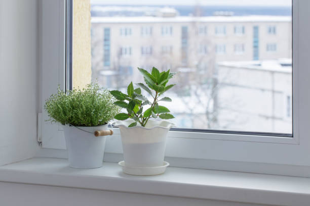istock green plants on the windowsill in winter 998260770