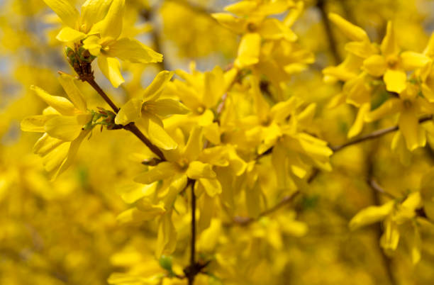 Forsythia flowers in the spring park background stock photo