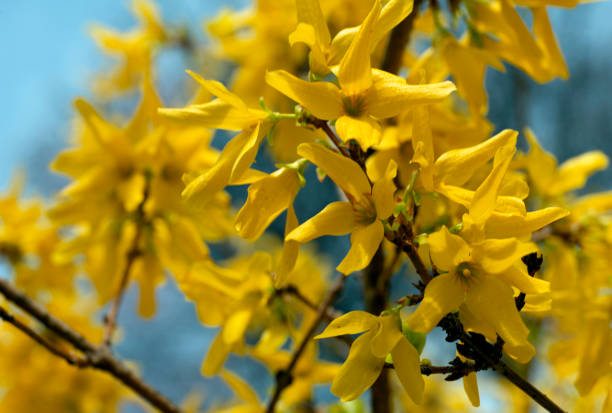 Forsythia flowers in the spring park background stock photo