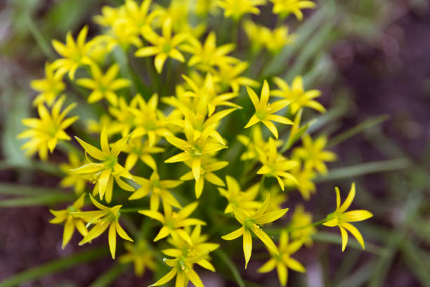 Gagea lutea or the Yellow Star-of-Bethlehem in the spring park stock photo