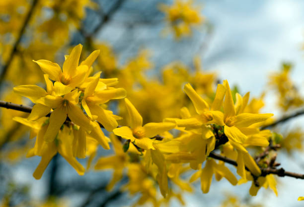 Forsythia flowers in the spring park background stock photo