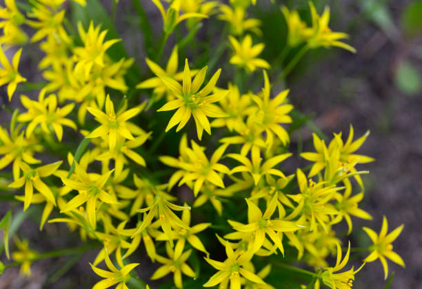 Gagea lutea or the Yellow Star-of-Bethlehem in the spring park stock photo