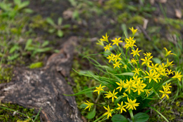 Gagea lutea or the Yellow Star-of-Bethlehem in the spring park stock photo