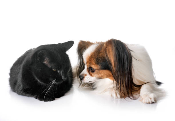 istock papillon dog and cat 998274794