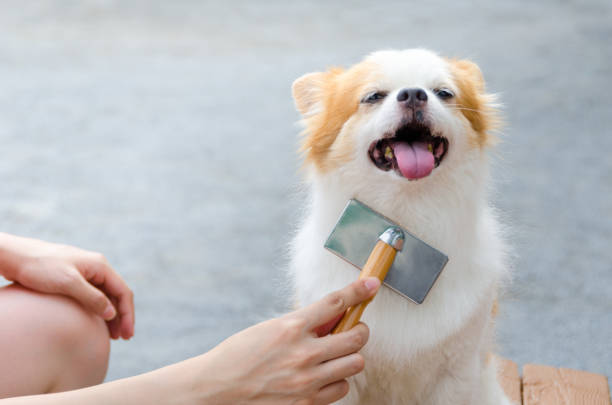 犬のお手入れ - brushed ストックフォトと画像