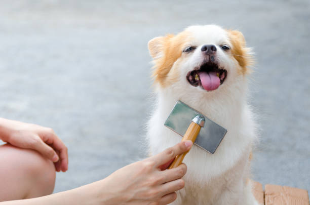 Dog Grooming Young woman brushing her dog. combing photos stock pictures, royalty-free photos & images