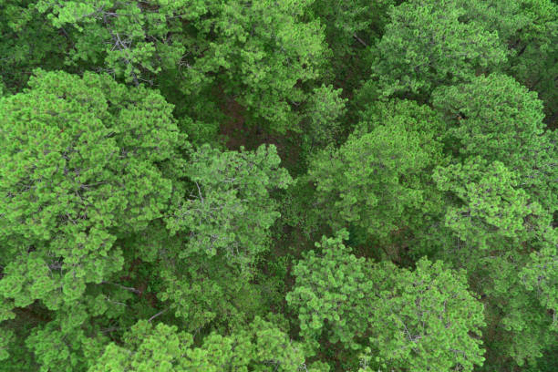 istock Top view Nature Pine Forest. Aerial view. From above. 998284568