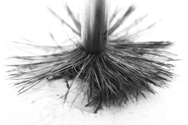 istock Black and White Paintbrush Bristles Close Up 998285436