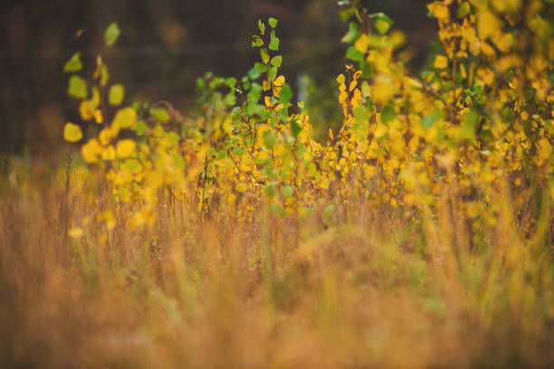 зеленые, золотые и желтые листья осенью - saturated color beech leaf autumn leaf стоковые фото и изображения