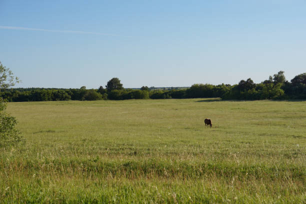 istock red horse pasturing on meadow. 998290574