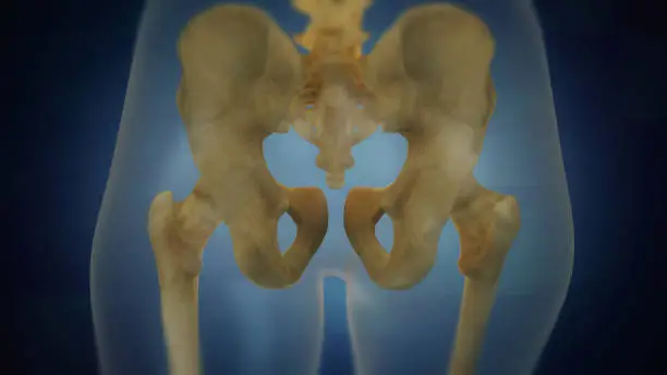 Photo of Human skeleton pelvic area visualization. Back view.