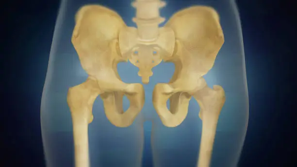 Photo of Human skeleton pelvic area visualization. Front view.