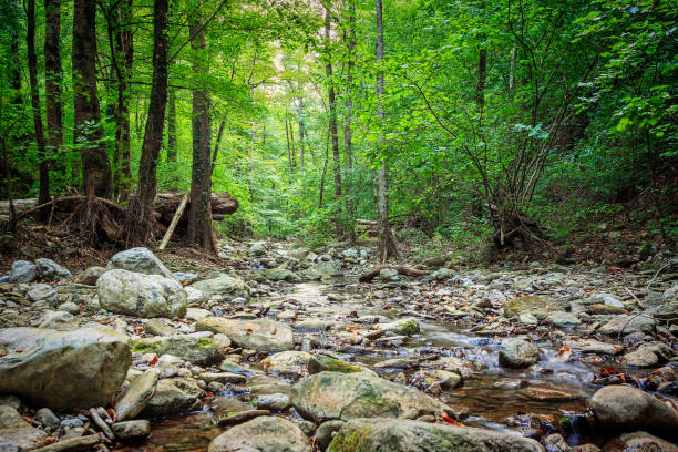 istock Mountain river flowing through the green forest 998294530