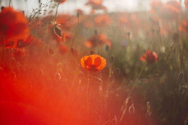 istock Red poppy in the field. 998296746