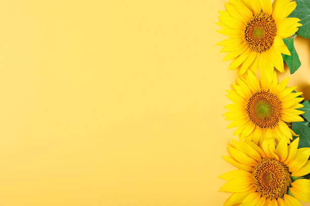 istock Beautiful sunflowers on yellow background.View from above. Background with copy space 998296796