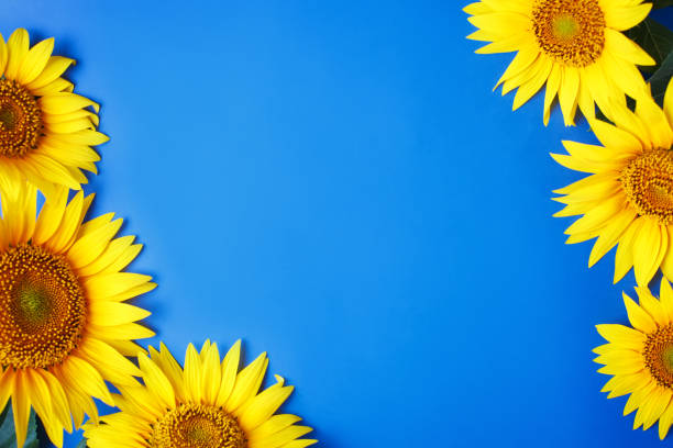 istock Beautiful sunflowers on blue background. View from above. Background with copy space 998296858