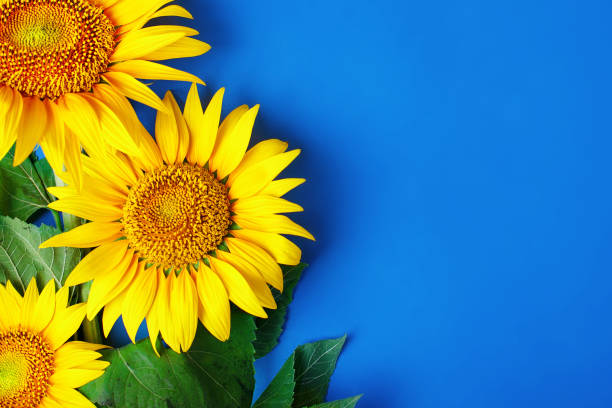 istock Beautiful sunflowers on blue background. View from above. Background with copy space 998296884