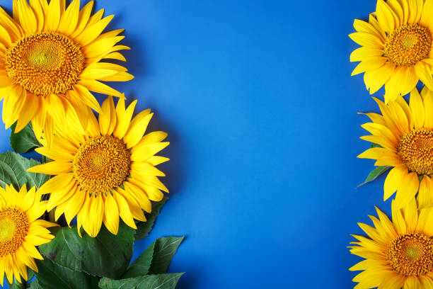 istock Beautiful sunflowers on blue background. View from above. Background with copy space 998296934