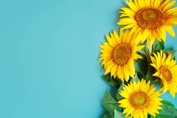 istock Beautiful sunflowers on blue background. View from above. Background with copy space 998296964