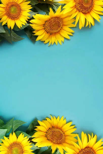 Photo of Beautiful sunflowers on blue background. View from above. Background with copy space