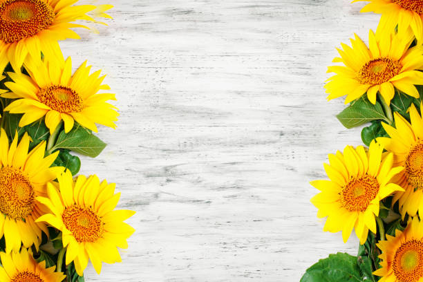 istock Beautiful sunflowers on a wooden table. View from above. Background with copy space 998297140