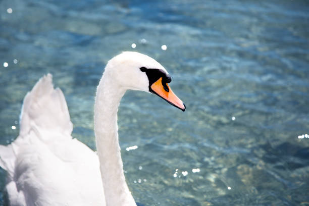 istock Swan on Lake Attersee 998297812