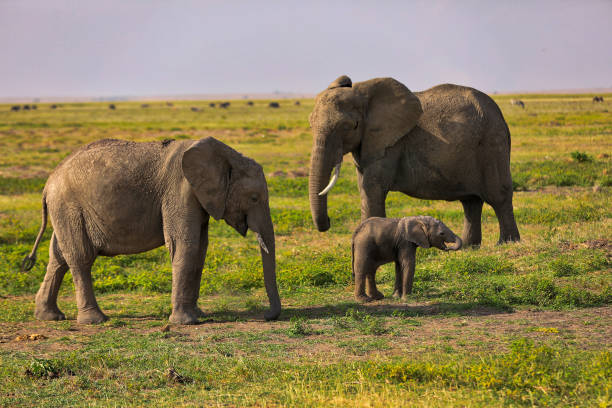 istock Elephants grazing at Amboseli - Elephant Calf playing - Hdr 998305052
