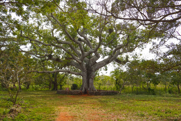 Ceiba - sacred of Cuba great sacred tree ceiba tree photos stock pictures, royalty-free photos & images