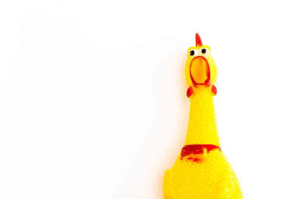 istock Chicken cockerels are open mouth isolated on white background 998318126