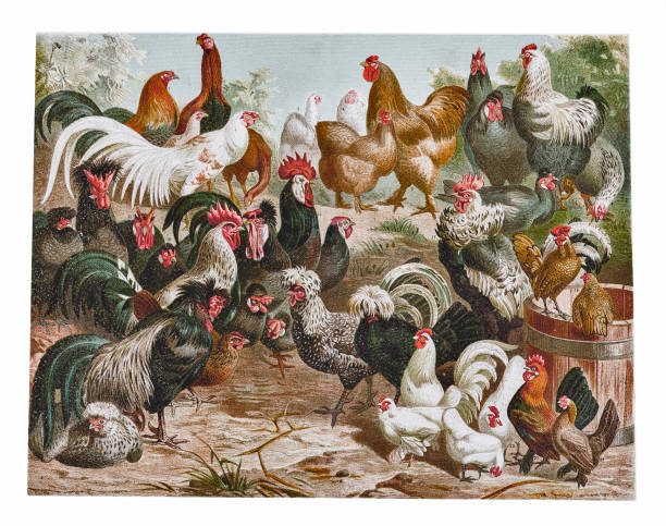 ilustraciones, imágenes clip art, dibujos animados e iconos de stock de pollo y carnes de aves - classical style illustrations