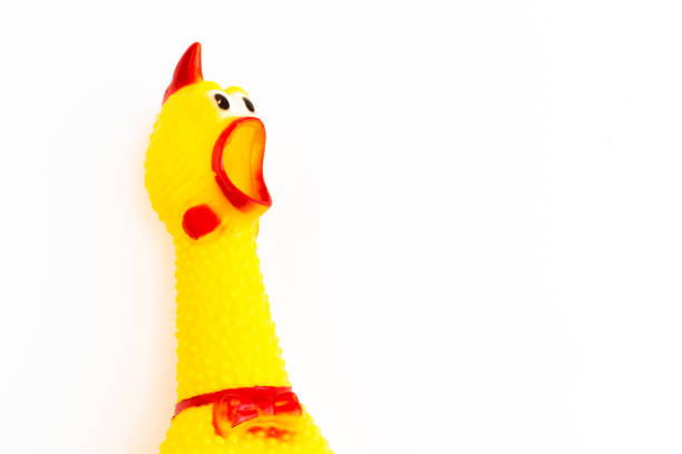 istock Chicken cockerels are open mouth isolated on white background 998321402