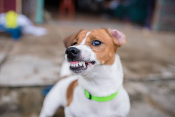 Little Jack Russell Terrier dog Aggressive is barking Little Jack Russell Terrier dog Aggressive is barking animals attacking stock pictures, royalty-free photos & images