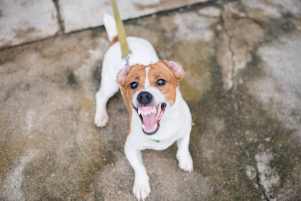 piccolo cane jack russell terrier aggressivo abbaia - mad expression image front view horizontal foto e immagini stock