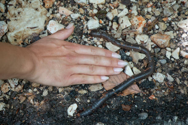 A Common Worm